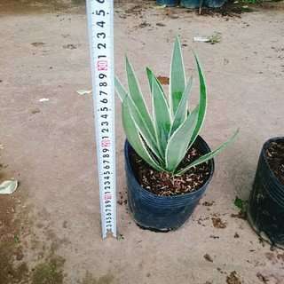 Cây Dứa Nam Mỹ Agao
