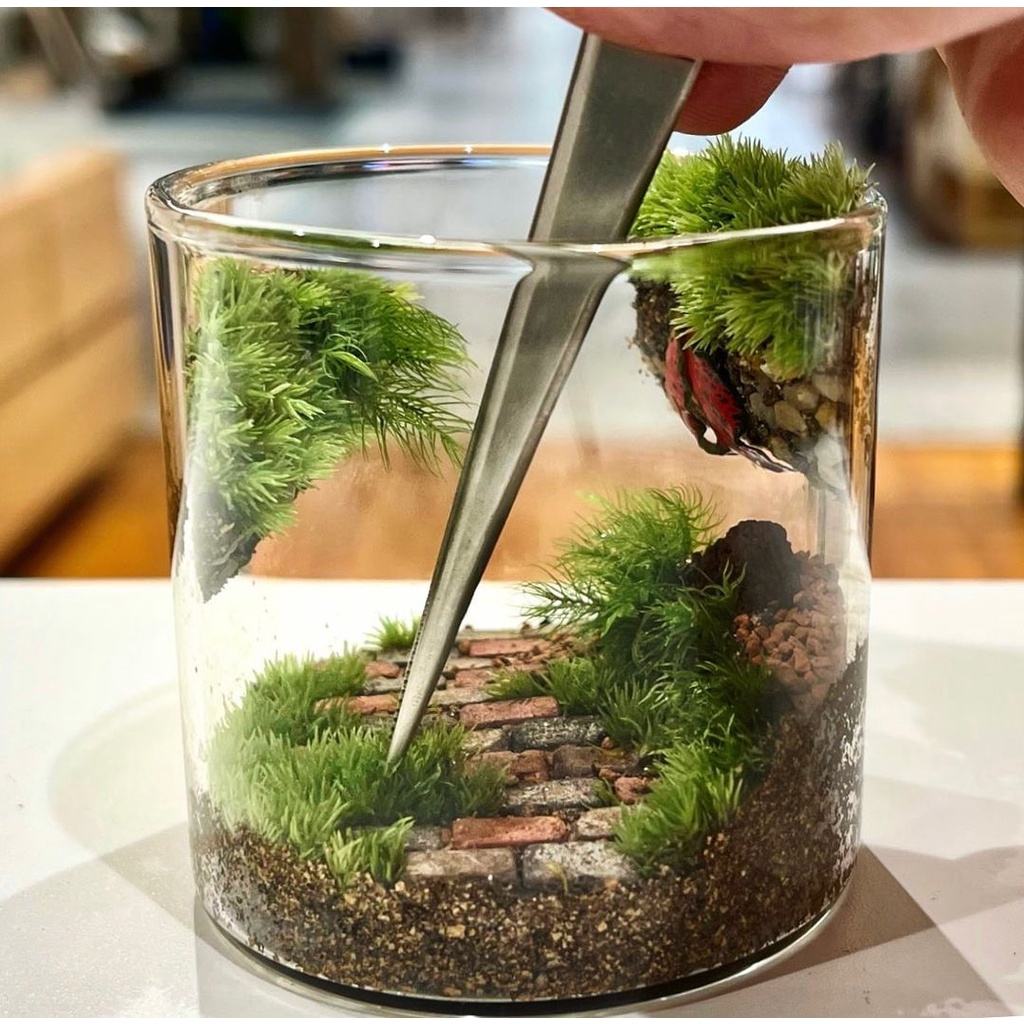 Giá thể terrarium dùng lót nền bể terrarium, giúp ổn định độ ẩm, độ thoáng, tạo sự ổn định cấu trúc