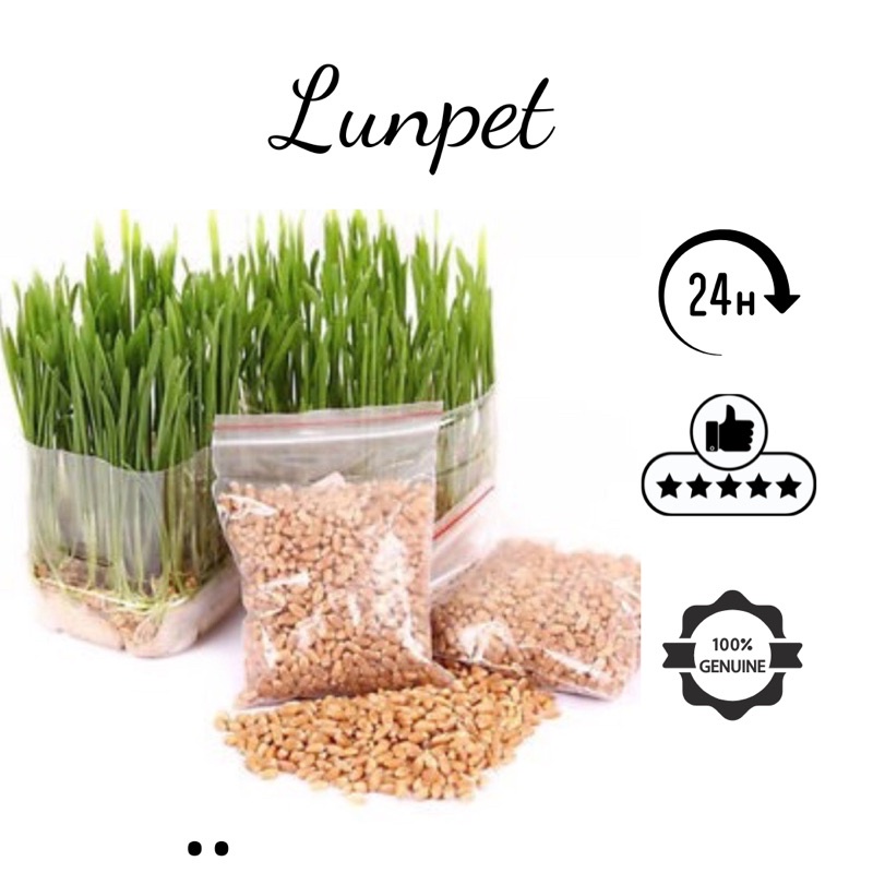 hạt giống cỏ mèo