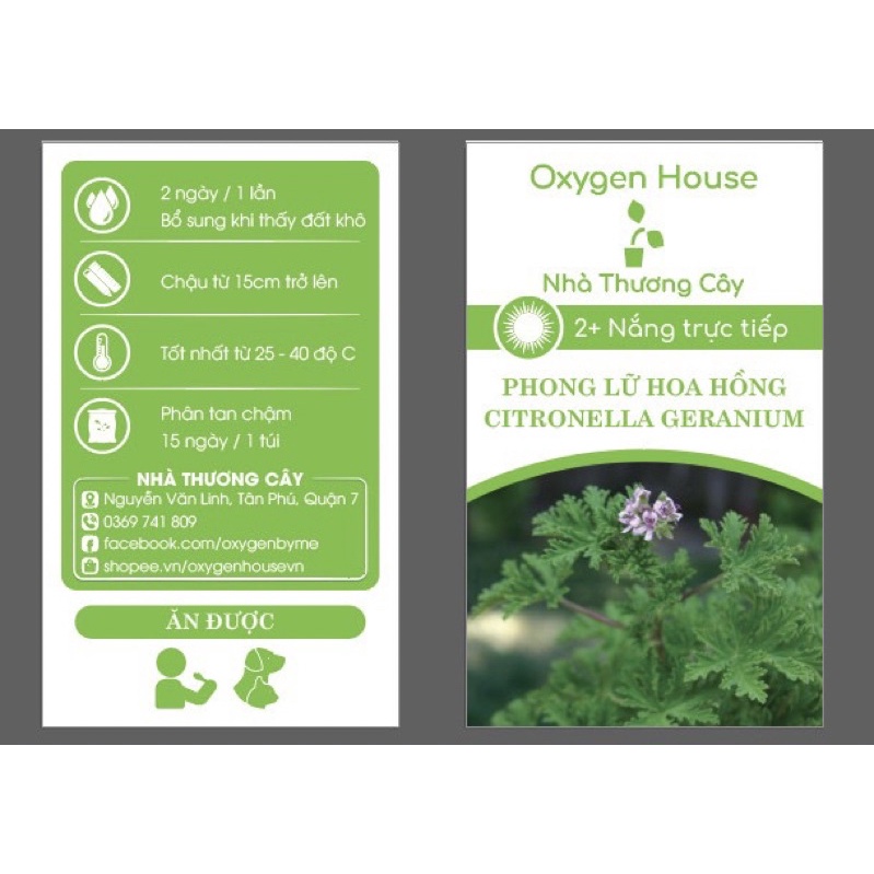 Cây đuổi muỗi | Phong lữ hoa hồng | Citronella Geranium