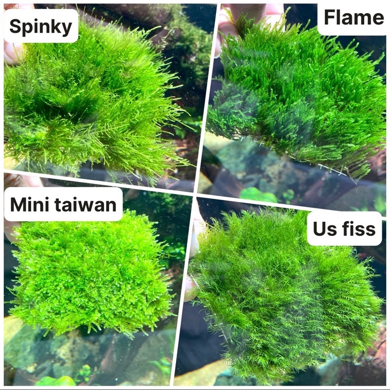 Rêu thuỷ sinh đẹp, dễ trồng, rất dễ sống