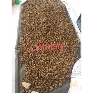 Củ xá kén / xá kiếng tươi 1kg 85k