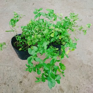 Cây bạc hà chocolate mint