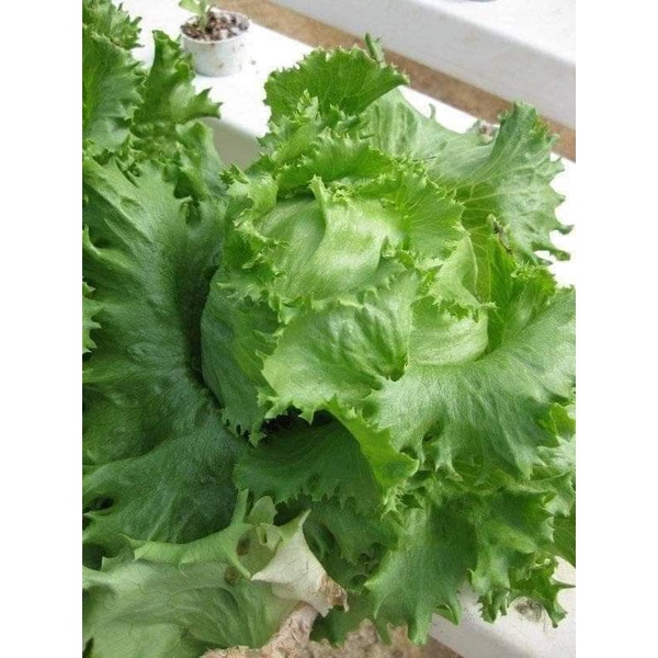 Hạt giống xà lách minetto 2gr