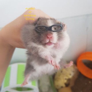 Combo 2 cái Mắt kính chụp hình cho hamster, sóc, ếch pacman