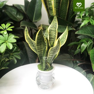 Cây Lưỡi Hổ Thuỷ Sinh Kèm Chậu Thủy Tinh Để Bàn dễ chăm sóc