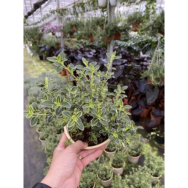 Chậu cứng serissa foetida variegata- Bạch tuyết mai chậu trung