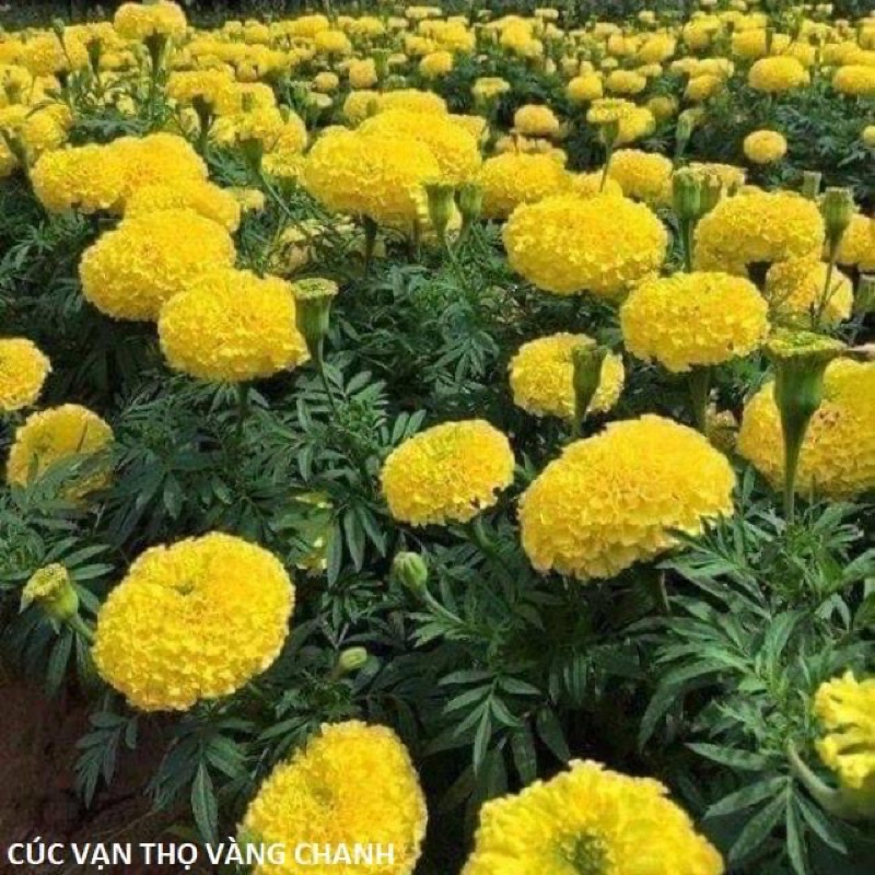Hạt giống hoa cúc vạn thọ thế hệ mới HOA TẾT