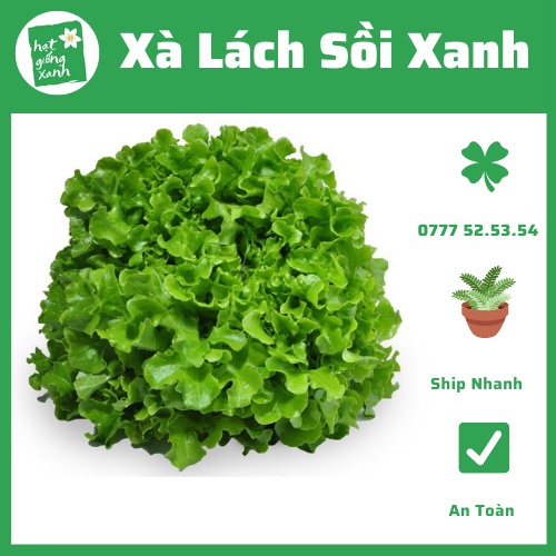 Hạt Giống Xà Lách Oakleaf( sồi xanh) 2g