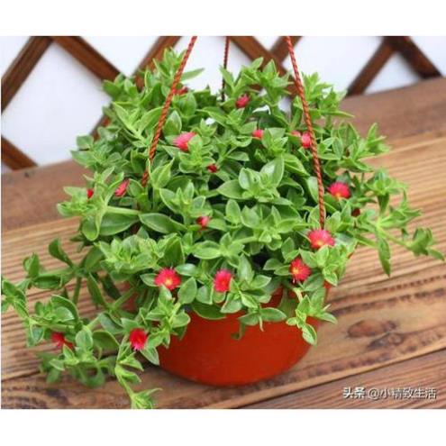 100 hạt giống hoa ngọc lan treo ban ban công đuổi muỗi