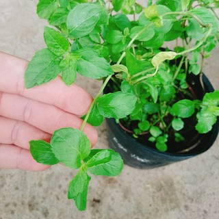 Cây bạc hà chocolate mint