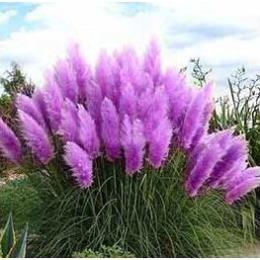 50 hạt giống cỏ bông lau mỹ nhiều mầu giống mới