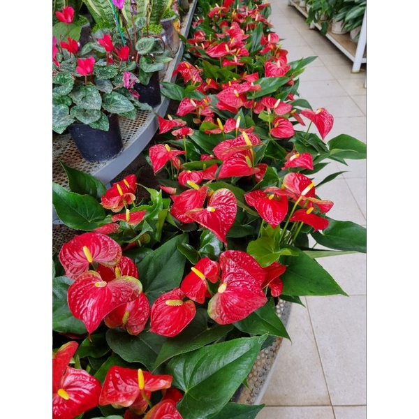 Chậu Cây hồng môn đỏ - giống siêu bông