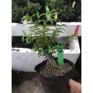 Mai chiếu thuỷ bonsai mini