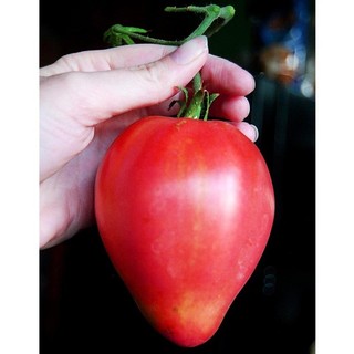 Hạt Giống Cà Chua Trái Tim 30h