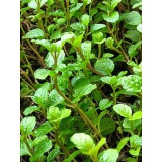 100 hạt giống bạc hà ta
