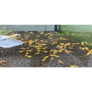 phân nền control soil nuôi tép