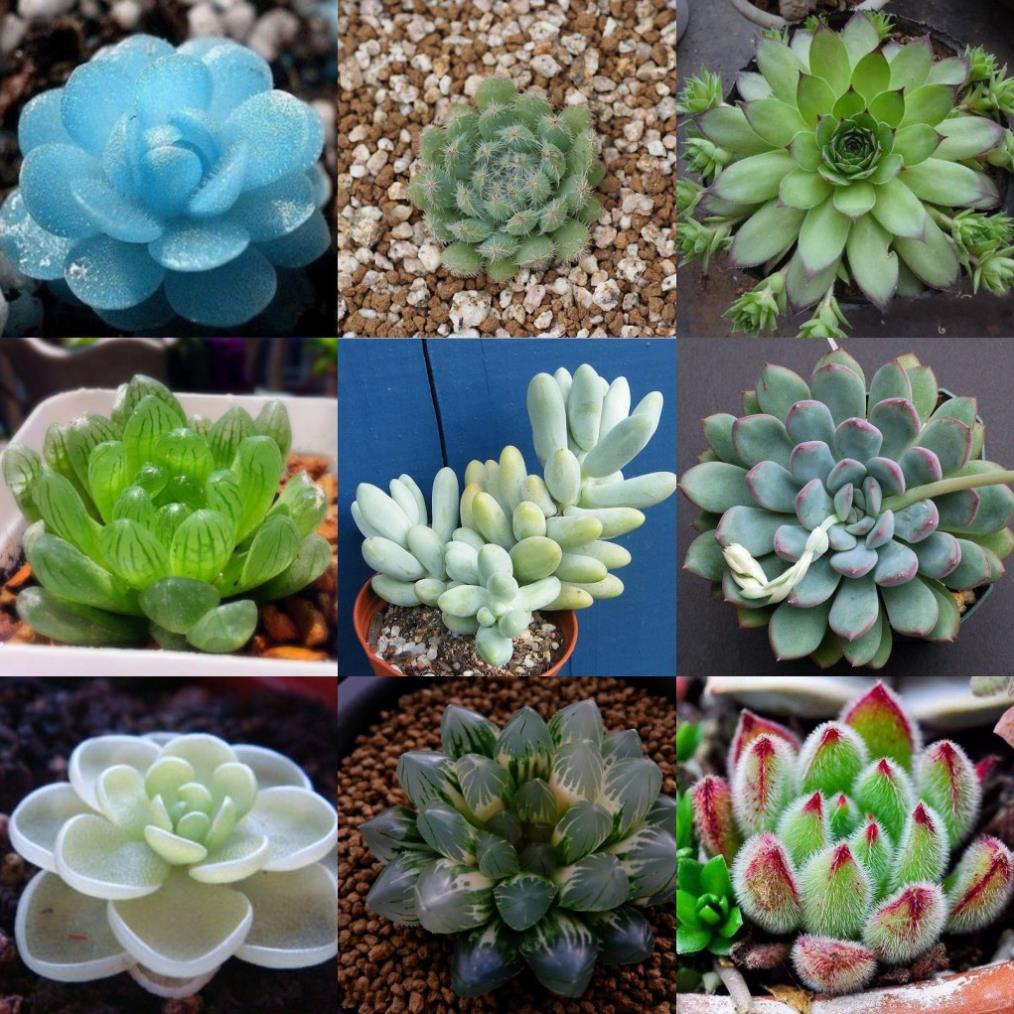 100 hạt giống hoa sen đá kim cương