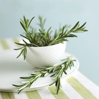hạt giống Hạt hương thảo 100 hạt