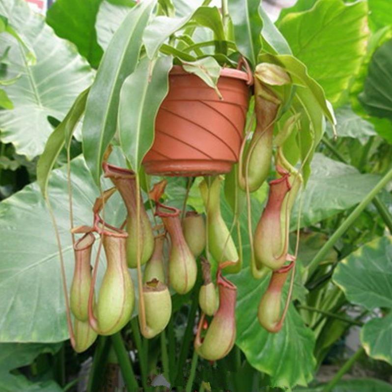 50 hạt giống cây nắp ấm (cây bao tử)