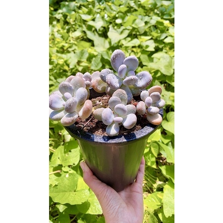 sen đá sỏi Hồng sz 15 cm