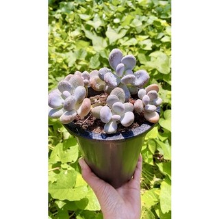 Sen đá sỏi hồng sz 15 cm
