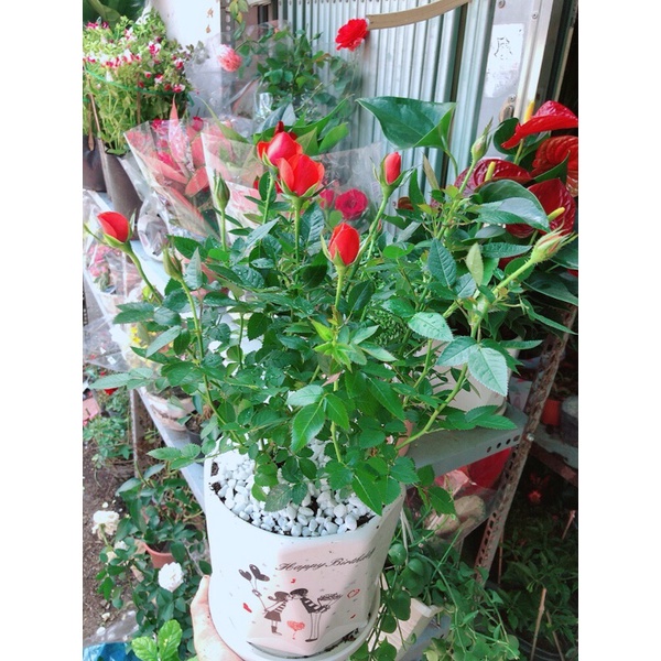 Chậu Cây Hoa Hồng