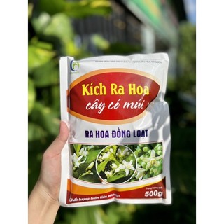 Kích ra hoa cây có múi bmfe kích ra hoa đồng loạt - hoa to - cuống khoẻ