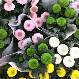 Hoa 🌹 tết 🌸hạt giống hoa cúc vạn thọ ping pong