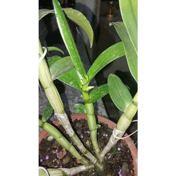 Chế Phẩm Kích Hoa NND 10ml