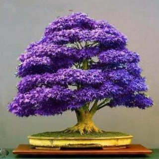 20 hạt giống cây lá phong nhật bản bonsai