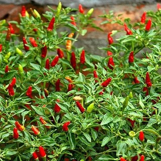 Hạt giống Ớt Xiêm - Ớt Thóc