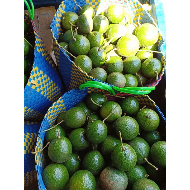 Bơ booth chín sẵn  béo ngậy ,dẻo ngon, sáp, không sơ -1kg