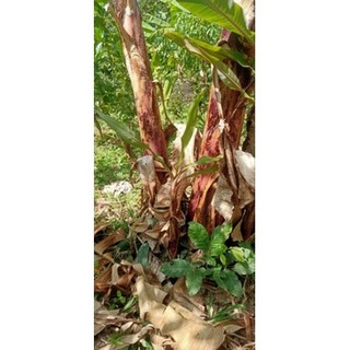 Củ chuối cao mẫn giá 2 củ 165k