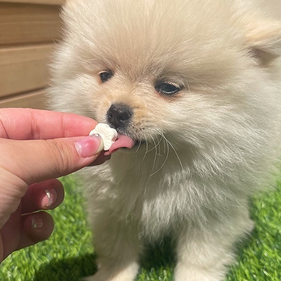 Bánh thưởng cho chó con sữa dê canxi 100g, snack ăn vặt cho cún lớn nhỏ huấn luyện Con Mèo Xiêm