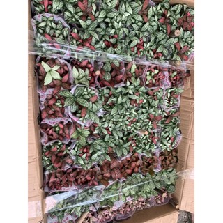 Cây cẩm nhung Fittonia, lá may mắn nhiều màu đẹp. - Chậu cây cẩm nhung các mầu