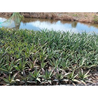 Combo 9 con khóm giống 10-15cm