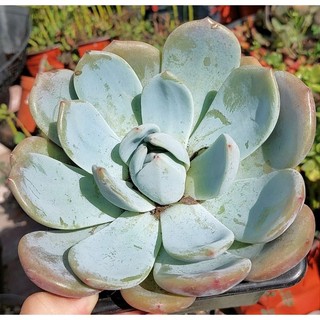 Sen Đá Mon Xanh Cực Đại (size 17-20cm)