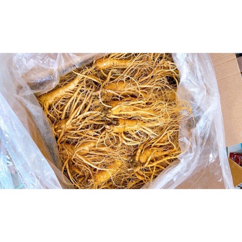 Sâm Tươi Hàn Quốc 8 Củ 1 Kg Loại Thân Dài Đẹp Kiểm Tra Hàng Trước Khi Thanh Toán [ Hàng Mới Về ]