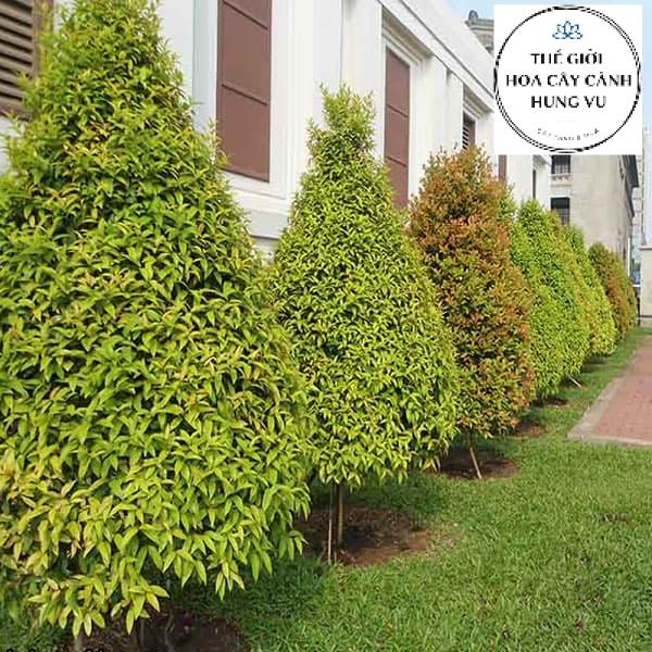 Cây hồng lộc cao 1m (Ảnh thật).