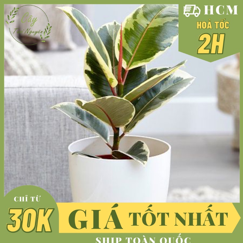 CÂY ĐA BÚP ĐỎ CẨ.M THẠCH VAR ,(cao 20cm), cây cảnh Trong nhà, kiểng lá mini để bàn đẹp, GIÁ RẺ, Cây Tươi Nguyên CTN1455