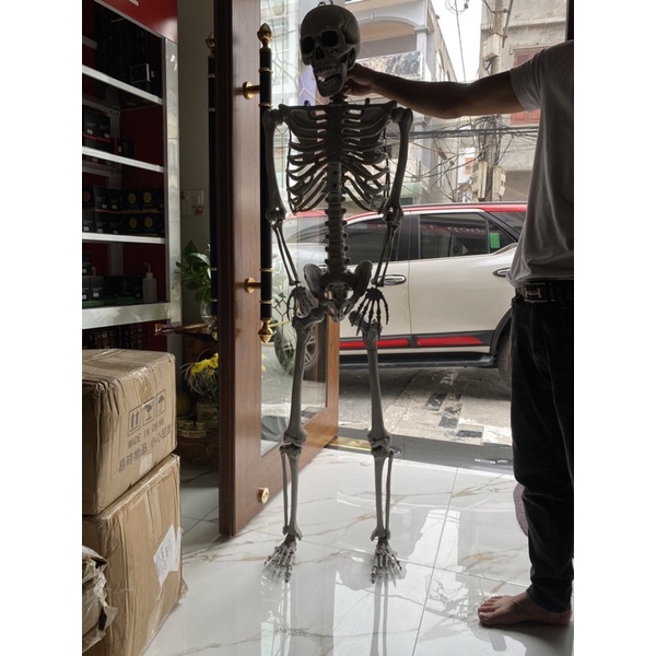 Bộ khung xương mô hình cao 1m65