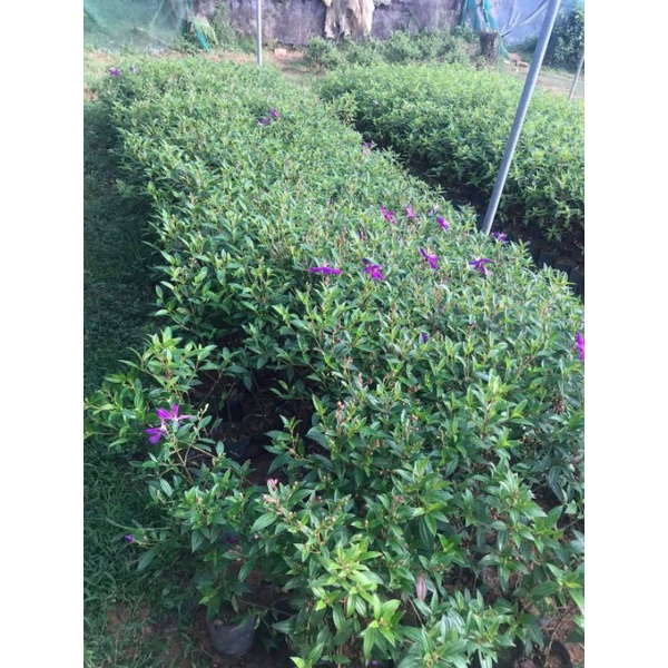 Cây mùa thái sẵn nụ