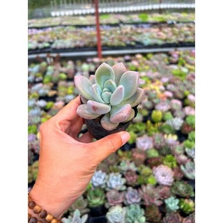 Sen đá sỏi cam size nhỏ 4-4,5cm, ú nu ú nần, hư 1 đổi 1