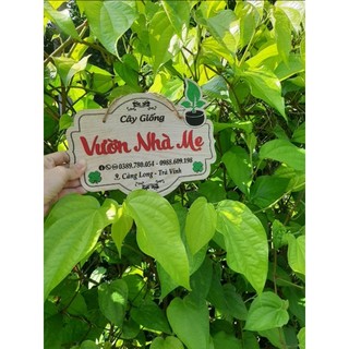 100g lá trầu tươi