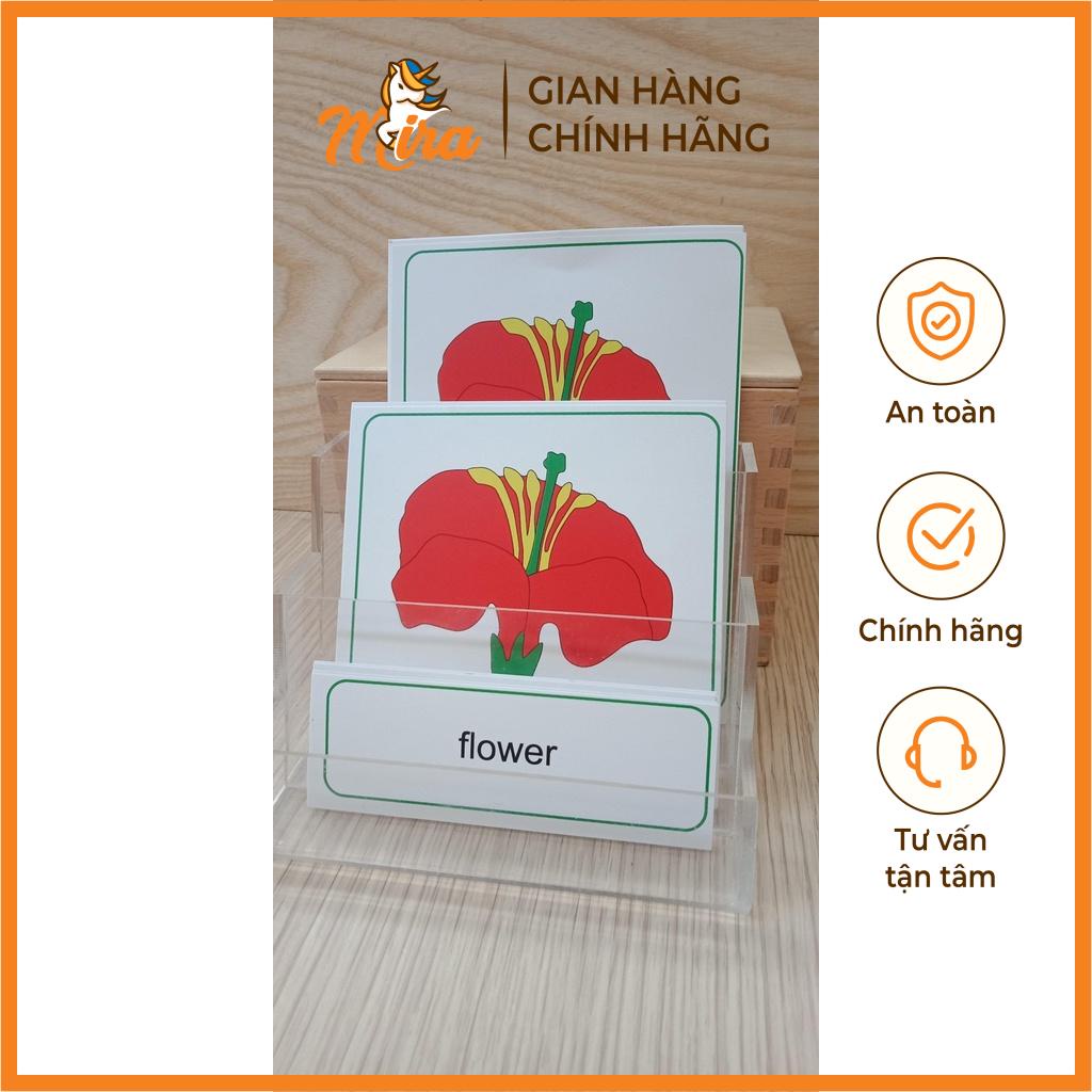 Montessori- Thẻ 3 phần các bộ phận của hoa - Theo tủ thực vật không có khay TIẾNG ANH - Mira Toys