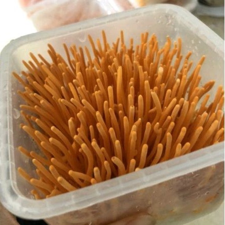 Đông trùng hạ thảo tươi khối lượng 180gr