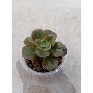 Sen đá nhật nguyệt size vỉ