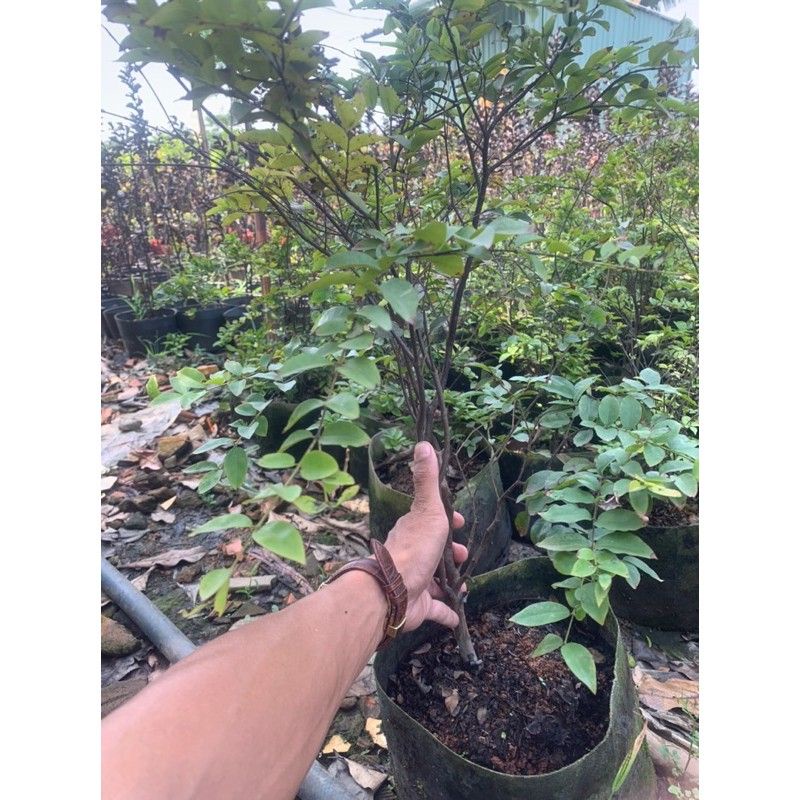 Cây Nho Thân Gỗ tứ quý