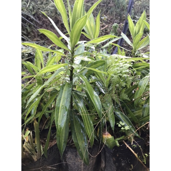 Trúc bách hợp cây cao 30-50cm